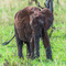 Tarangire NP